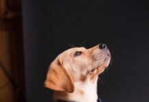 개사육농장 전·폐업 신고 등 ‘독(dog) 상담 콜센터’ 운영 yellow labrador retriever puppy sitting on floor