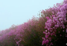 분홍빛 꽃 물결이 장관인 진달래 명소 4곳