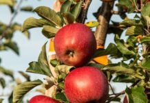 5월도 먹거리 물가 안정에 총력…긴급 가격안정대책 이어간다 red apple fruit photograph