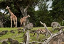 제1호 거점동물원에 ‘청주동물원’ 지정…종 보전·증식 등 역할 two giraffe and three zebra on green grass field under trees at daytime