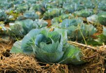 정부, 여름철 물가 불안요인에 선제 대응…마늘·배추 등 수급관리 bok choy at daytime