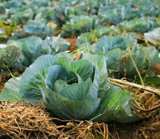 정부, 여름철 물가 불안요인에 선제 대응…마늘·배추 등 수급관리 bok choy at daytime