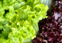 여름철 대비 농수산물 선제적 관리…곰팡이독소·잔류농약 검사 purple and green vegetable plant