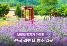 보랏빛 향기가 가득한 전국 라벤더 명소 4곳