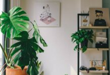 여름철 적정 실내 온도 유지법 green potted plant on brown wooden table