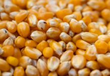 지구환경을 위한 선택, 식물성 단백질