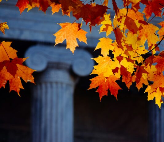 입학사정관 재취업 제한 강화…퇴직 후 3년내 ‘과외교습’ 금지 orange maple leaves on gray concrete post