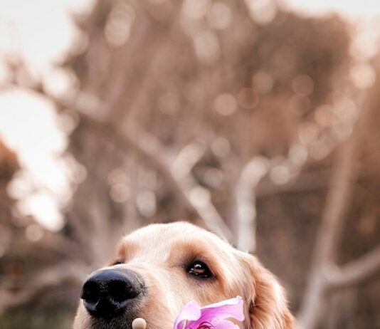 반려견 등록 9월 30일까지 자진신고하면 과태료 면제 dog holding flower