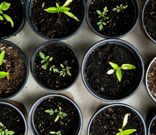 수원시, 관내 복지지설에 ‘함께그린 텃밭’ 조성하고, 생태순환 농사체험 green leafed seedlings on black plastic pots