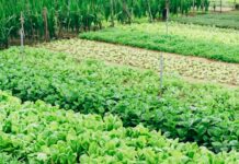 스마트농업 전문인력 육성 기관 첫 지정…순천대·연암대 green leaf vegetable