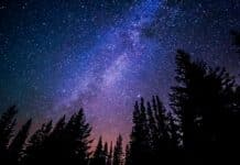 여름의 끝자락을 만끽할 수 있는 야외활동 worm's eye view of trees during night time
