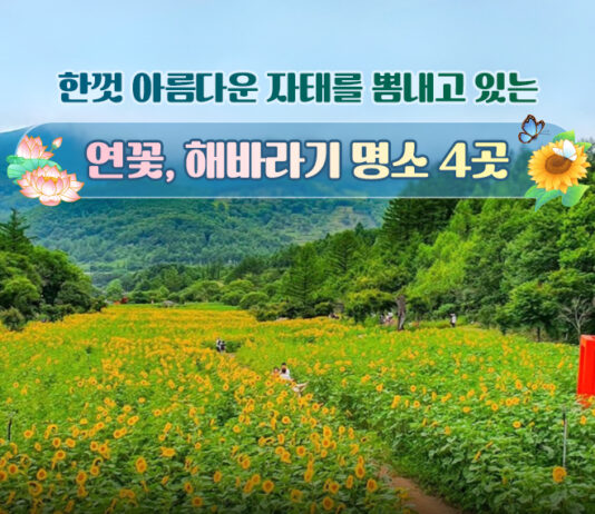 한껏 아름다운 자태를 뽐내고 있는 연꽃, 해바라기 명소 4곳
