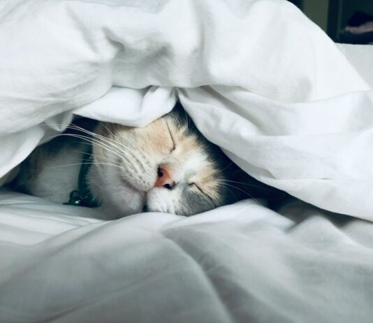 깊은잠이 가져오는 신체와 정신건강 white cat sleeps under white comforter