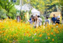 올가을, ‘고양’에서 꽃·예술·야경 유혹에 빠져 볼까