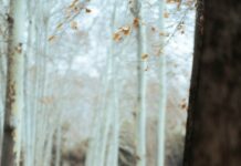 신체 리셋하는 가을, 운동으로 건강과 다이어트 효과 보기 a woman standing in the middle of a forest
