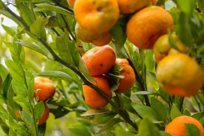 a tree filled with lots of ripe oranges