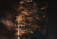 가을 운동으로 체중 감량과 건강 증진을 동시에 woman in red jacket and blue denim jeans walking on forest during daytime