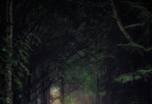 예비 부모 대상 ‘숲 태교 교실’ 운영 tall green tree painting