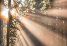 야외 운동으로 달성하는 건강 목표 woman walking in forest with child