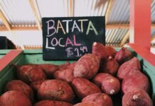 건강한 가을을 위한 운동과 식단 관리 전략 sweet potatoes