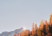 가을 운동으로 체중 감량과 면역력 강화하는 방법 brown leafed trees