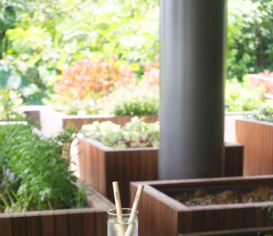 다이어트 효과 극대화 green vegetable on blue ceramic plate