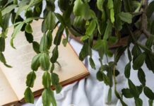 건강한 일상을 위한 겨울철 생활 가이드 a cup of tea next to a bowl of tea and a book