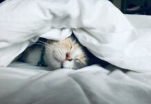 간 기능 저하를 예방하는 생활 습관 white cat sleeps under white comforter
