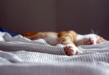 스트레스를 낮추는 효과적인 루틴 만들기 orange tabby kitten sleeping on black and white striped textile