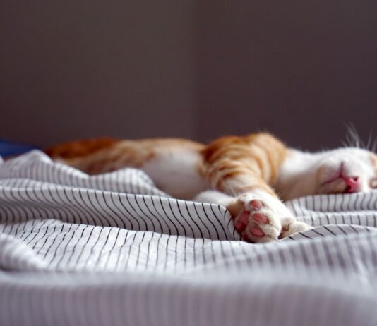 스트레스를 낮추는 효과적인 루틴 만들기 orange tabby kitten sleeping on black and white striped textile