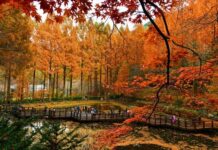 장태산 자연휴양림 한국관광 100선 선정