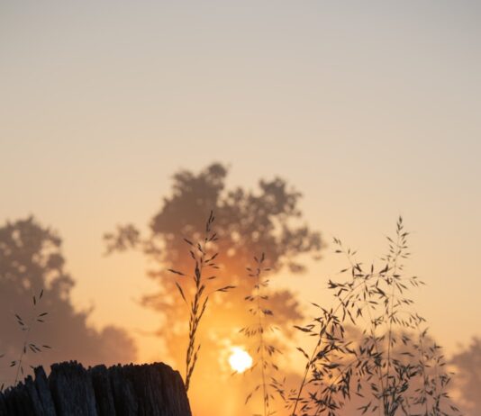 활기찬 아침을 맞이하는 방법 the sun is setting behind a tree stump