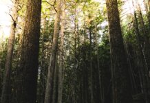 “괜히 짜증 나고, 말이 많아졌다?”…스트레스가 부른 신경 과민 신호들 person walking surrounded by trees