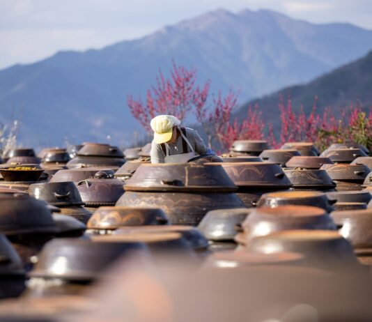 전통 장 문화 계승!… ‘금천강희맹장독대’ 프로그램 운영 a large group of clay pots sitting on top of a field