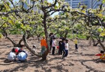 ‘고사리 손으로 직접 키우는 배나무’ 중랑구, 봉화산 자연체험공원 배나무 분양