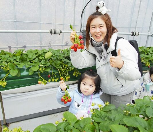 꿈나무들, 도시 농부되다! 어린이 친환경텃밭 딸기체험 실시