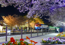 경남으로 설레는 봄꽃 여행 떠나요