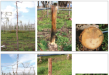 산불 피해 과일나무, 손상 정도 확인 후 생육 관리해야