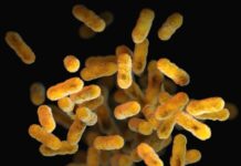 장 건강을 위한 프로바이오틱스 a close up of a bunch of small yellow things