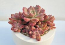 경기도농업기술원, 다육식물 신품종 ‘트윙클루이’, ‘레드루이’ 개발. 농가 보급 시작