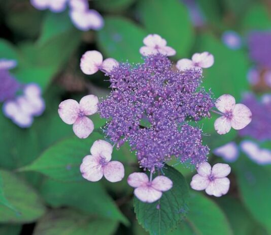 국립수목원 ‘우리의 정원식물’, 4월은 화려한 꽃의 매력, ‘산수국’