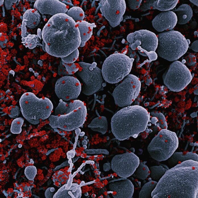 a bunch of red and white blood cells