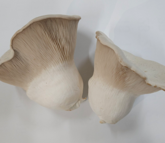 ‘맛 좋고 재배 쉽고’ 수출용 버섯까지 품종 다양화