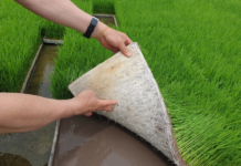 가루쌀, 철저한 육묘 관리로 건강한 모 키우세요.