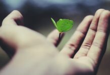 스마트폰 속 심리적 경계 만들기: 뮤트와 언팔의 기술 floating green leaf plant on person's hand