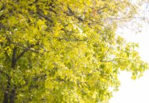 MZ세대, ‘자가 건강 모니터링’에 눈뜨다…헬스케어 디바이스 사용 급증 a couple of people that are walking down a sidewalk