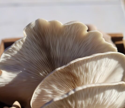 MZ세대의 이너뷰티 열풍…“건강은 겉보다 속부터” white and brown flower in close up photography