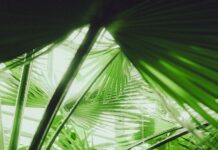 모두가 공감하는 워라밸을 위한 스트레스 관리, 어떻게 해야 할까?… Vibrant green plants fill the frame in this image.