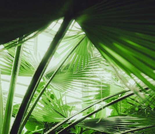 모두가 공감하는 워라밸을 위한 스트레스 관리, 어떻게 해야 할까?… Vibrant green plants fill the frame in this image.