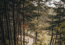 “계단 오르기만 해도 운동 될까요?”… 짧고 강한 ‘일상 루틴’의 힘 brown wooden pathway towards green tall trees
